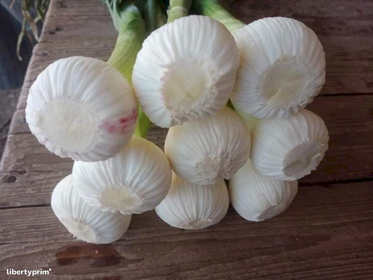 Garlic Fresh New Egypt Import/export - IPSUD | Libertyprim