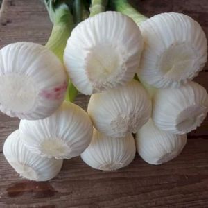 Garlic Fresh New