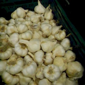 Garlic 