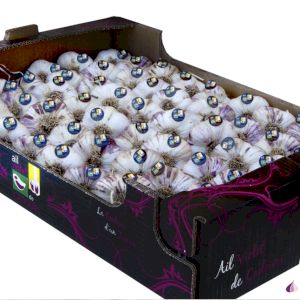 Garlic Purple