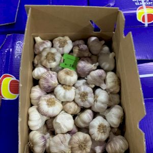 Garlic Purple