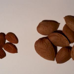 Almond 