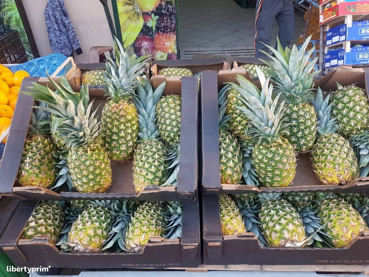 Ananas Import Export The World Is Yours Libertyprim