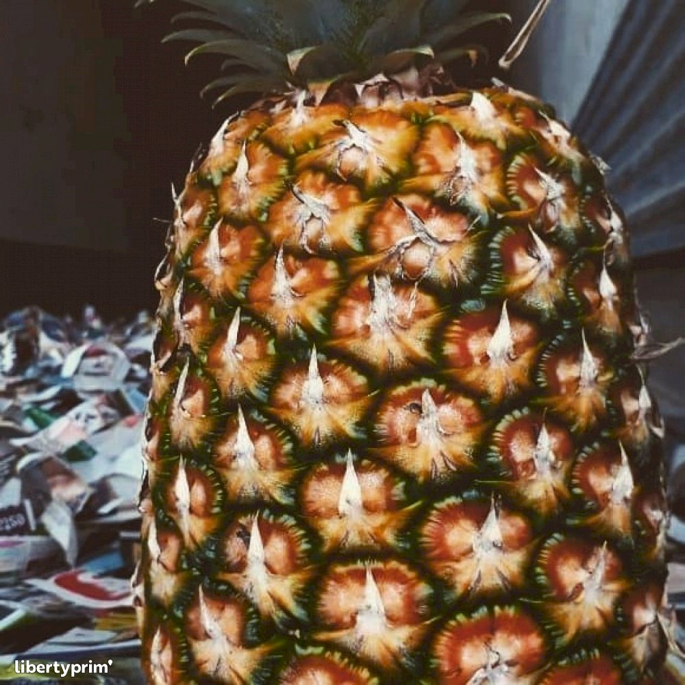 Embout De Corde "nœud Ananas" PROFESSIONAL'S CHOICE - Qualité Premium Pour équitation Et Ranch