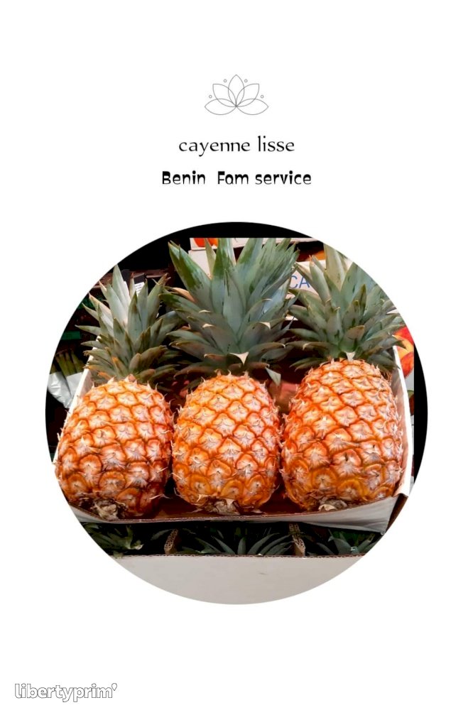 Pineapple Cayenne Exporter - Fam Service Inter Bénin | Libertyprim