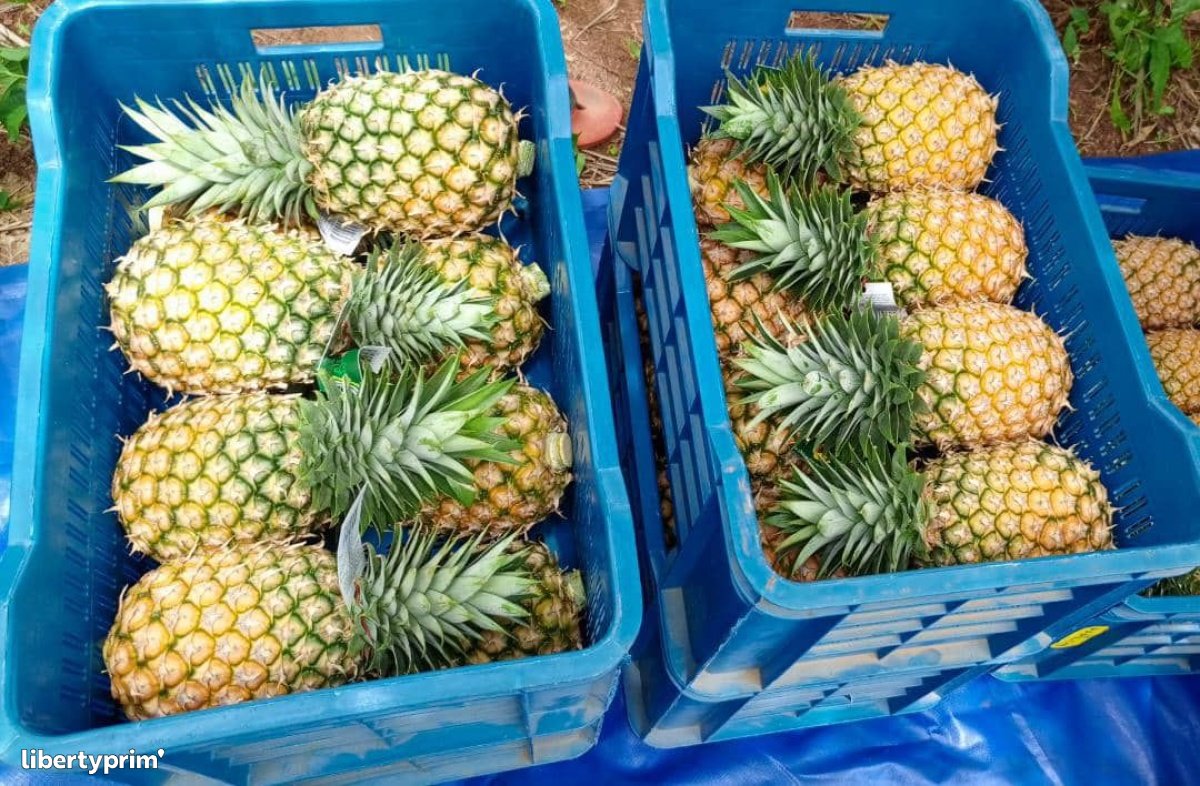 Ananas Cayenne