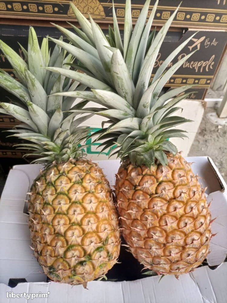 Piña Cayena Categoría 1 Benin Importación & Exportación - Kodra-Export ...