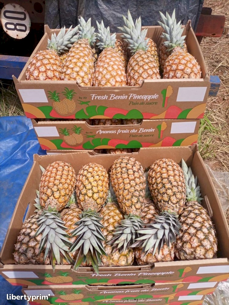 Pineapple Sugarloaf Exporter - Fam Service Inter Bénin | Libertyprim
