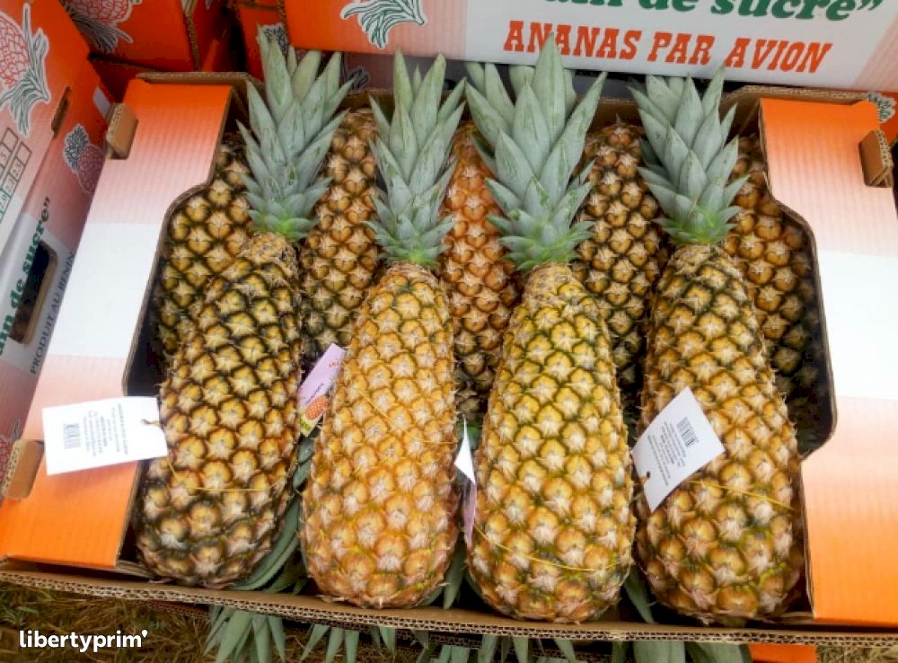 Ananas Pain De Sucre Catégorie 1 Bénin Producteur Conventionnel