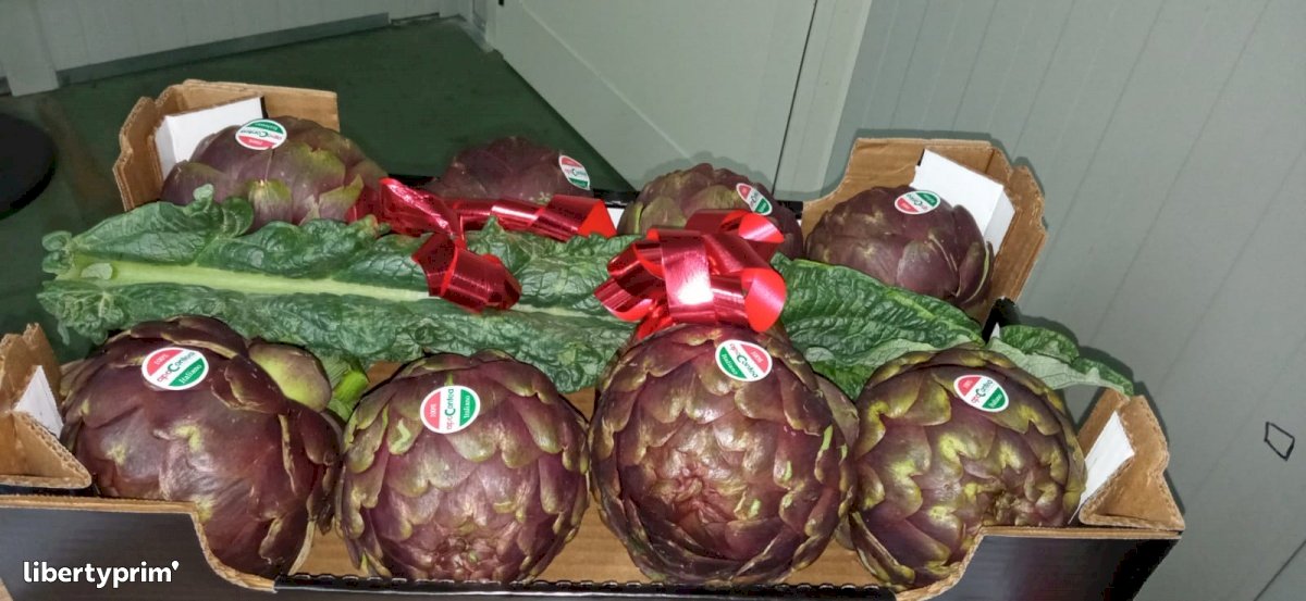 Artichoke Apollo Italy Conventional Grower - Peruzzo | Libertyprim
