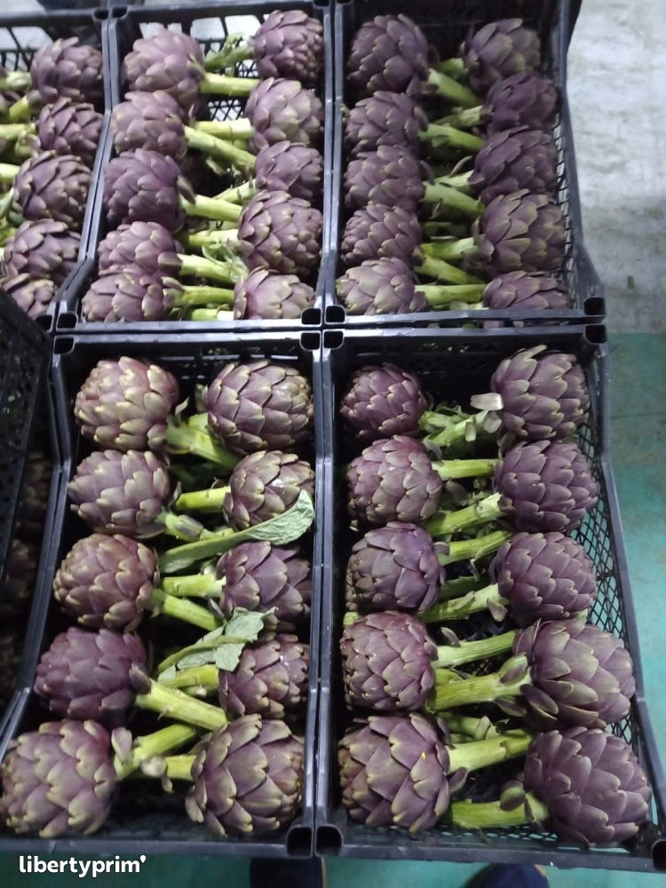 Alcachofa Púrpura Categoría 1 Túnez Importación & Exportación - agrolim | Libertyprim