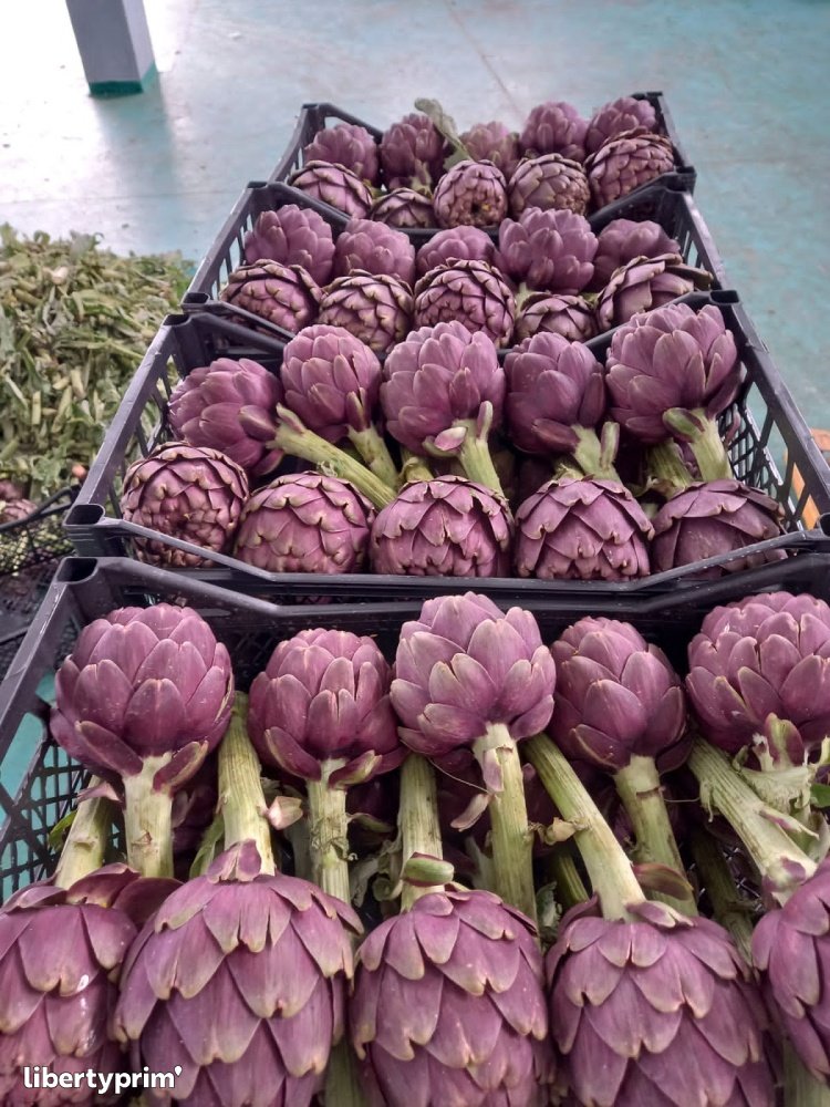 Artichaut Violet Catégorie 1 Tunisie Import & Export - agrolim | Libertyprim