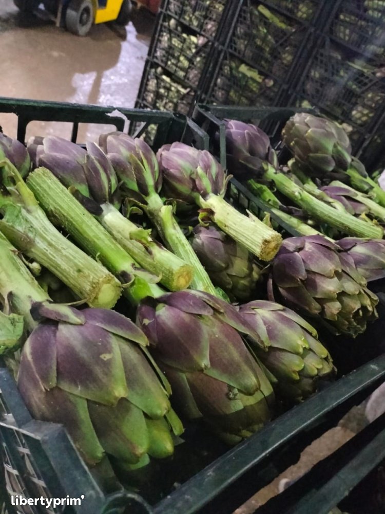 Artichoke Class 1 Egypt Import & Export - AGROMAX for Import and Export | Libertyprim