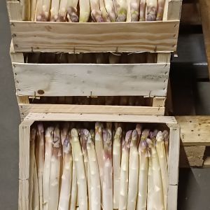 Asparagus White Purple