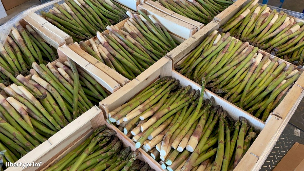 Espárragos Verde Categoría 1 Francia Productor Convencional - Peruzzo | Libertyprim
