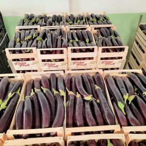 Eggplant 