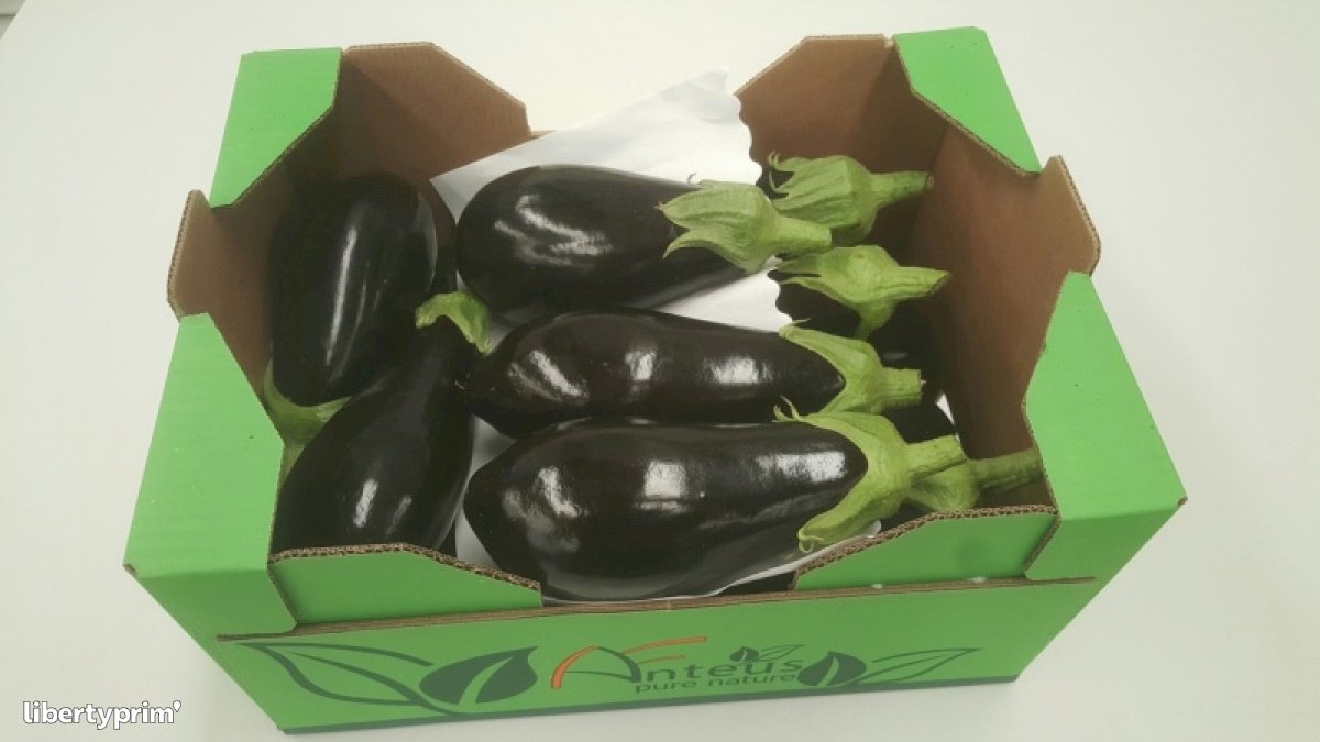 Eggplant Class 1 Spain Importer - ANTEUS-FRUITS | Libertyprim