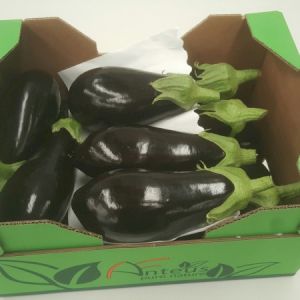 Eggplant 