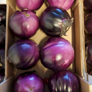 Eggplant American