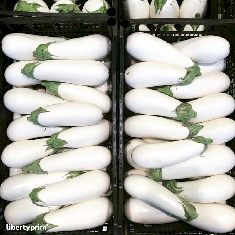 Eggplant White Italy Wholesaler - PRIMIZIEXPRESS | Libertyprim