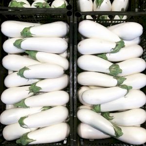Eggplant White
