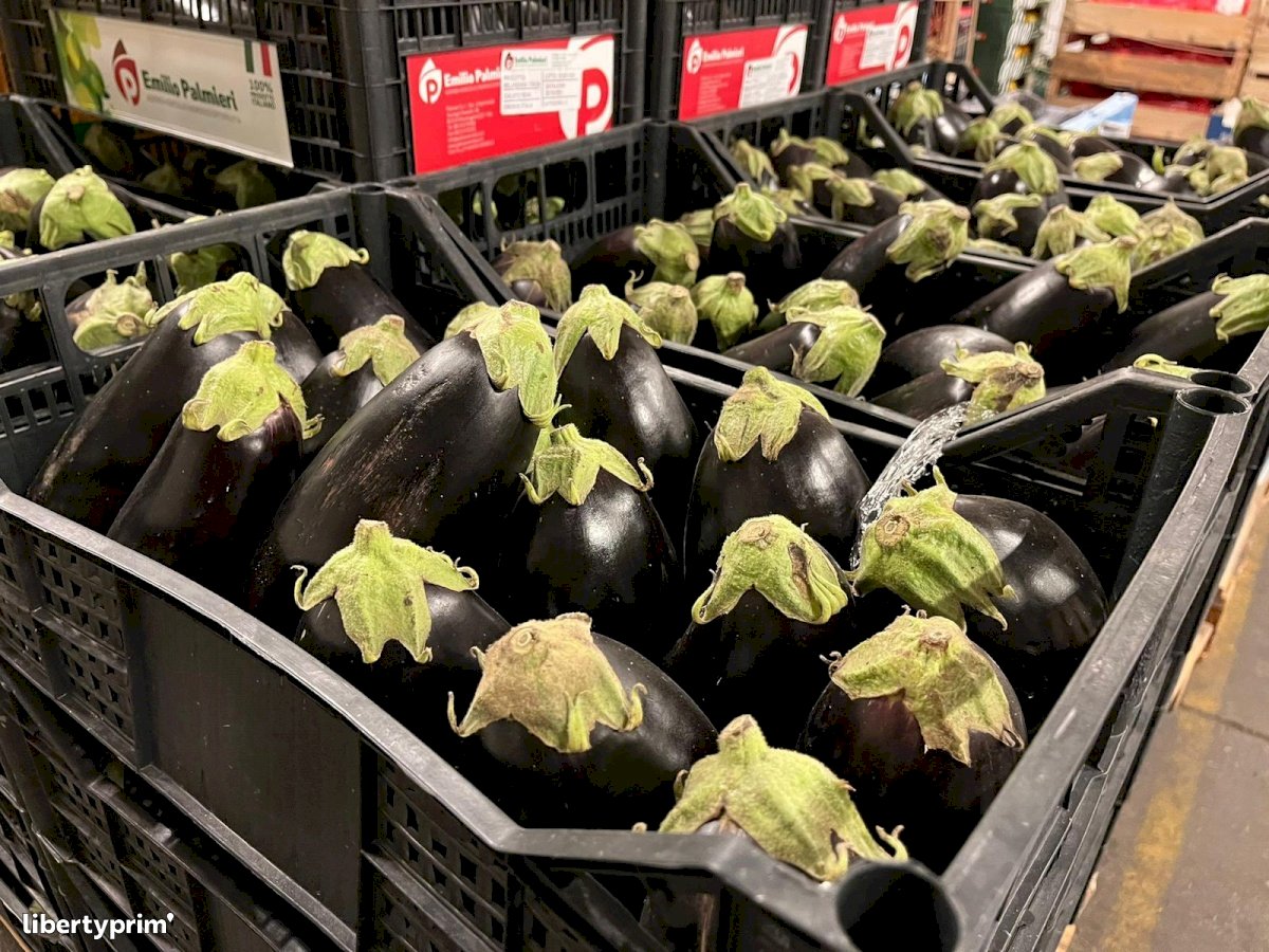 Eggplant Half Round Italy Conventional Grower - Peruzzo | Libertyprim