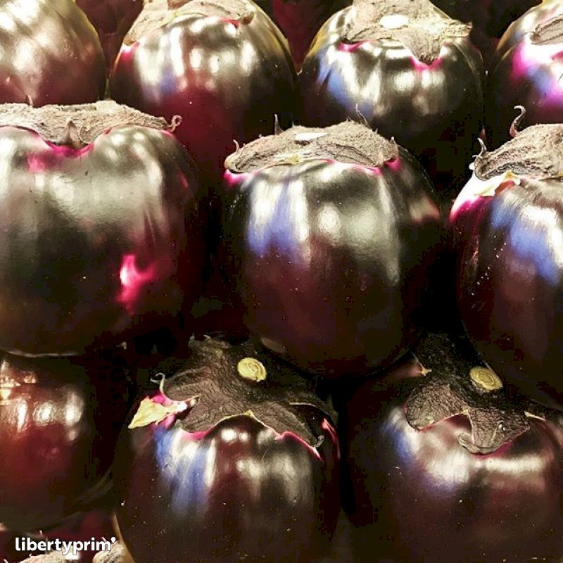 Eggplant Italy Wholesaler - PRIMIZIEXPRESS | Libertyprim