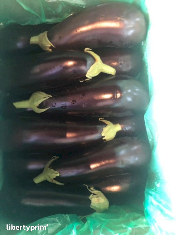 Eggplant Macedonia North Exporter - Biofruit | Libertyprim