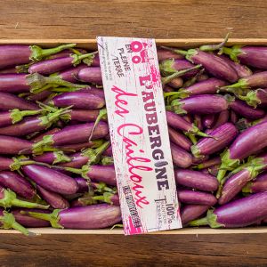 Eggplant 