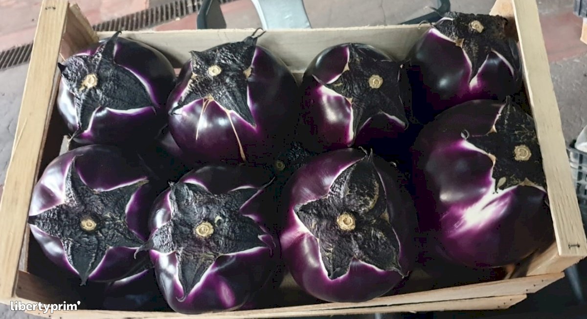 Eggplant Round Class 1 Italy Sales Office - FLORIDIA TRADING | Libertyprim
