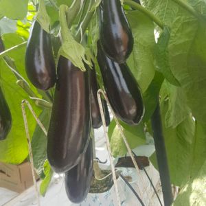 Eggplant 