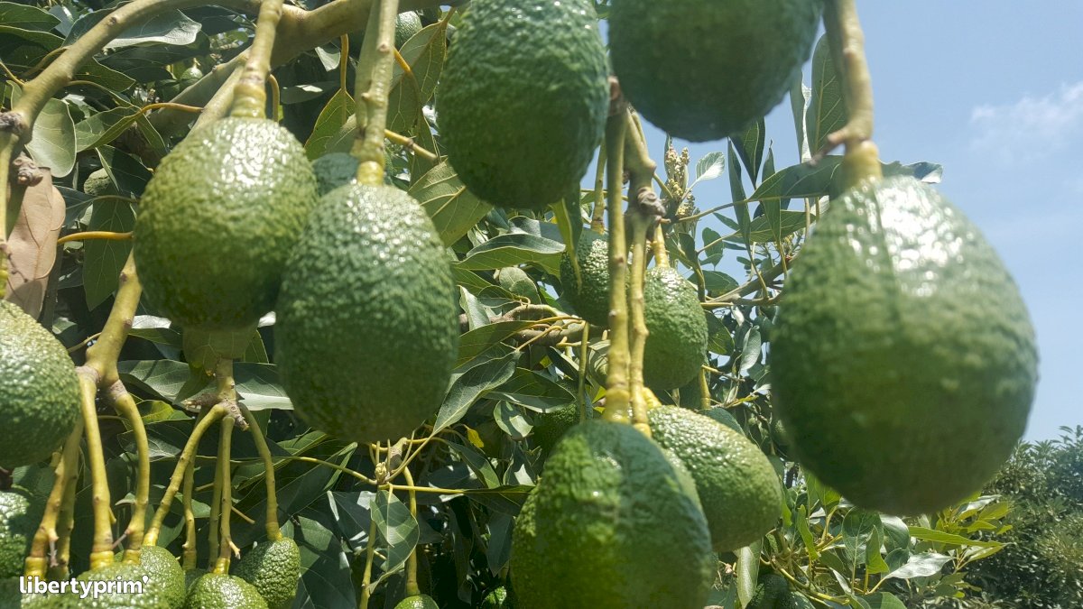 Avocado Hass Class 1 Kenya Producer - Roypack Enterprises Limited ...