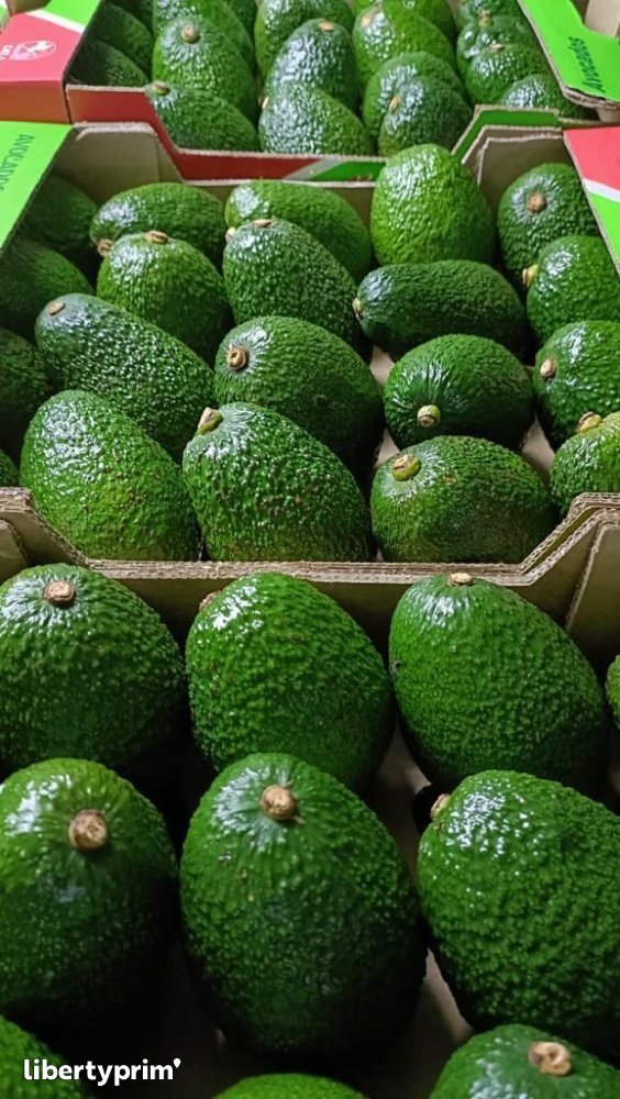 Avocado Hass Class 1 Kenya Shipper & Distributor - TOP GATWAY ORGANIC ...