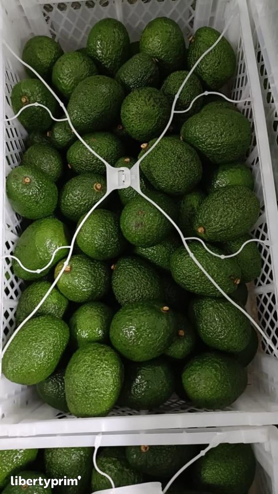 Avocado Hass Class 1 Kenya Shipper & Distributor TOP GATWAY ORGANIC