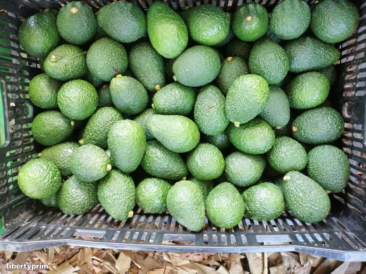 Avocado Hass Class 1 Kenya Import & Export - Talanyak Gardens | Libertyprim