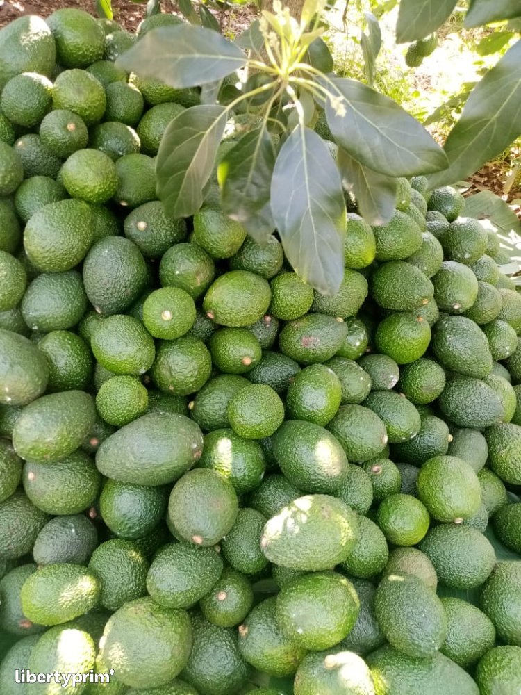 Avocado Hass Class 1 Kenya Import & Export - Talanyak Gardens | Libertyprim