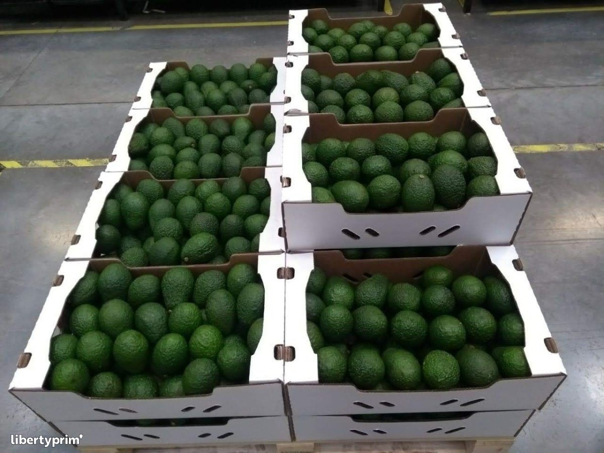 Avocado Hass Class 1 Kenya Import & Export - Talanyak Gardens | Libertyprim