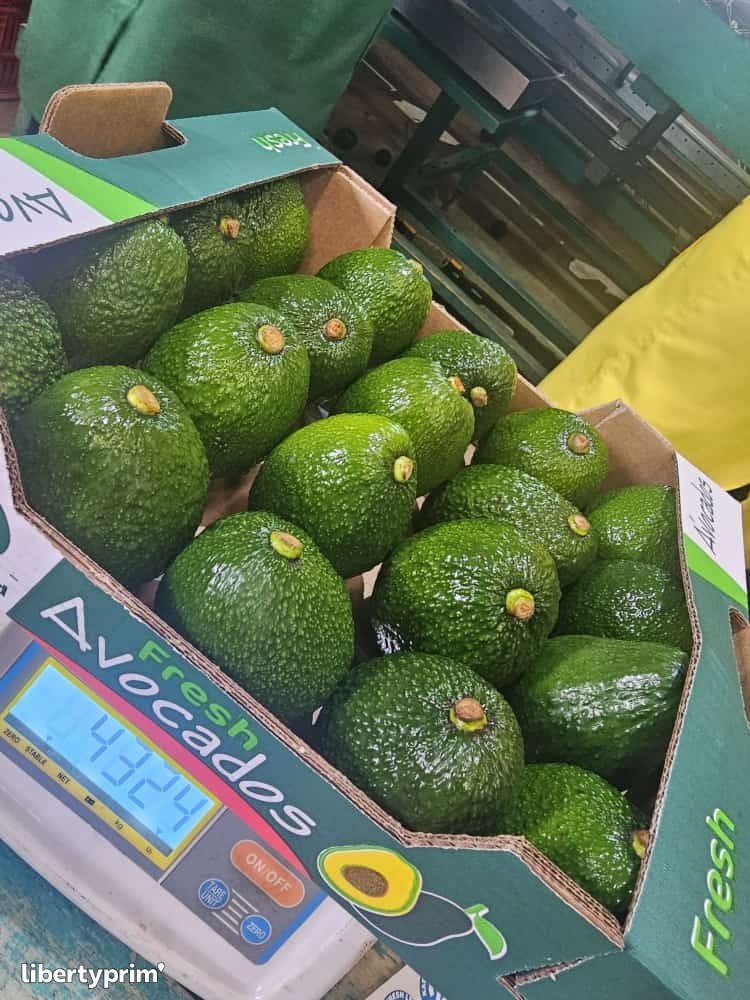 Avocado Hass Kenya Import & Export - Freshways exports limited ...