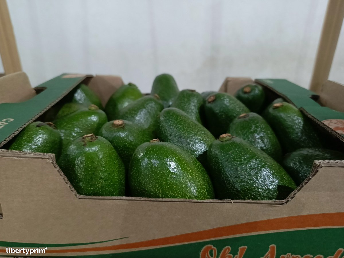 Avocado Hass Kenya Import & Export - Freshways exports limited ...