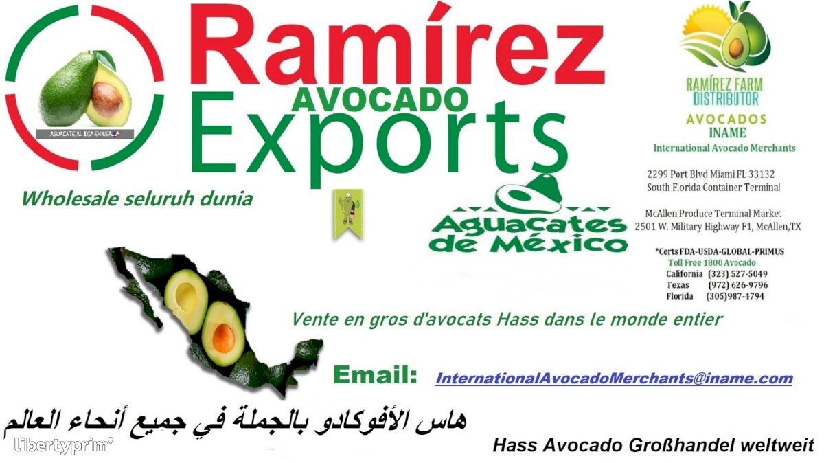 Avocado Lamb Hass Class 1 Mexico Conventional Grower - AVOCADO | Libertyprim