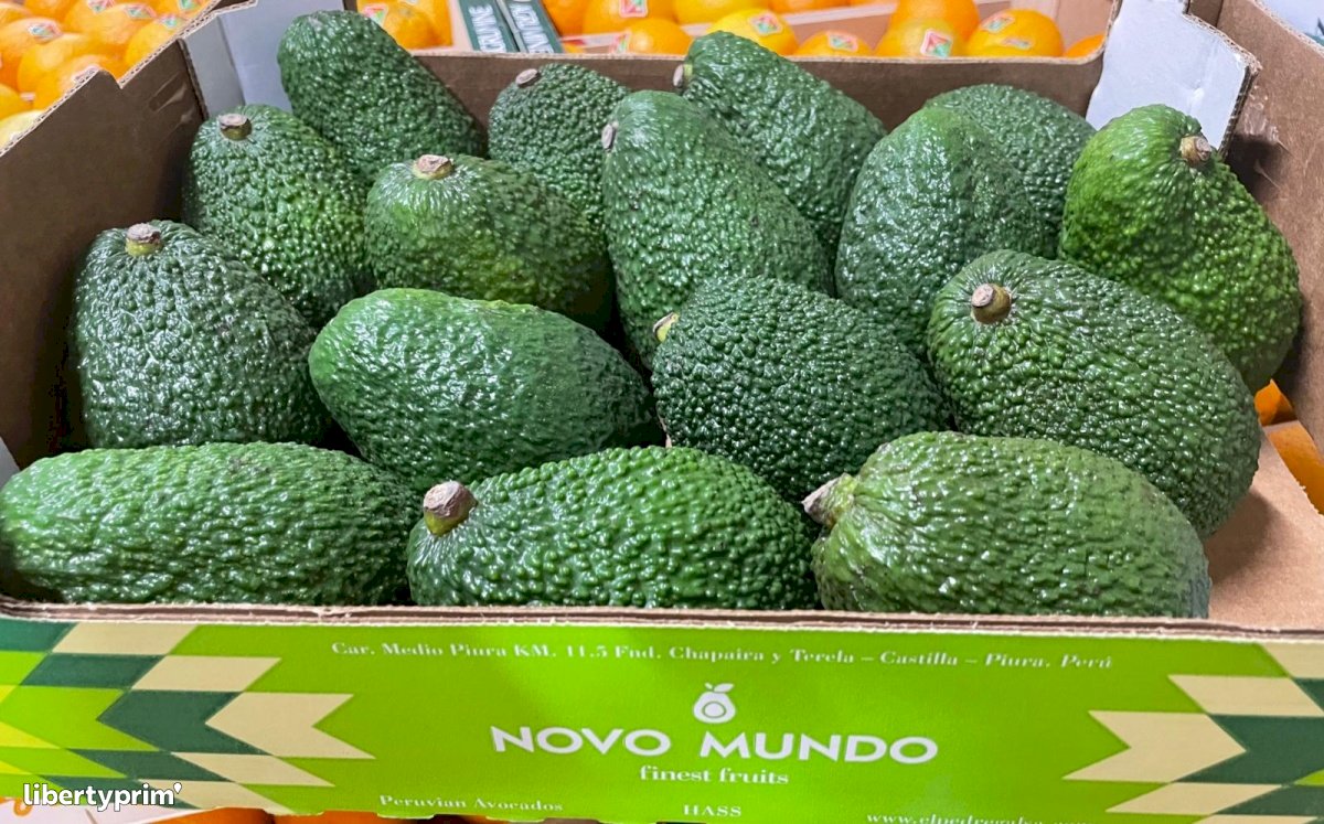 Avocado Hass Class 1 Peru Import & Export - INDIANA IMPORT | Libertyprim