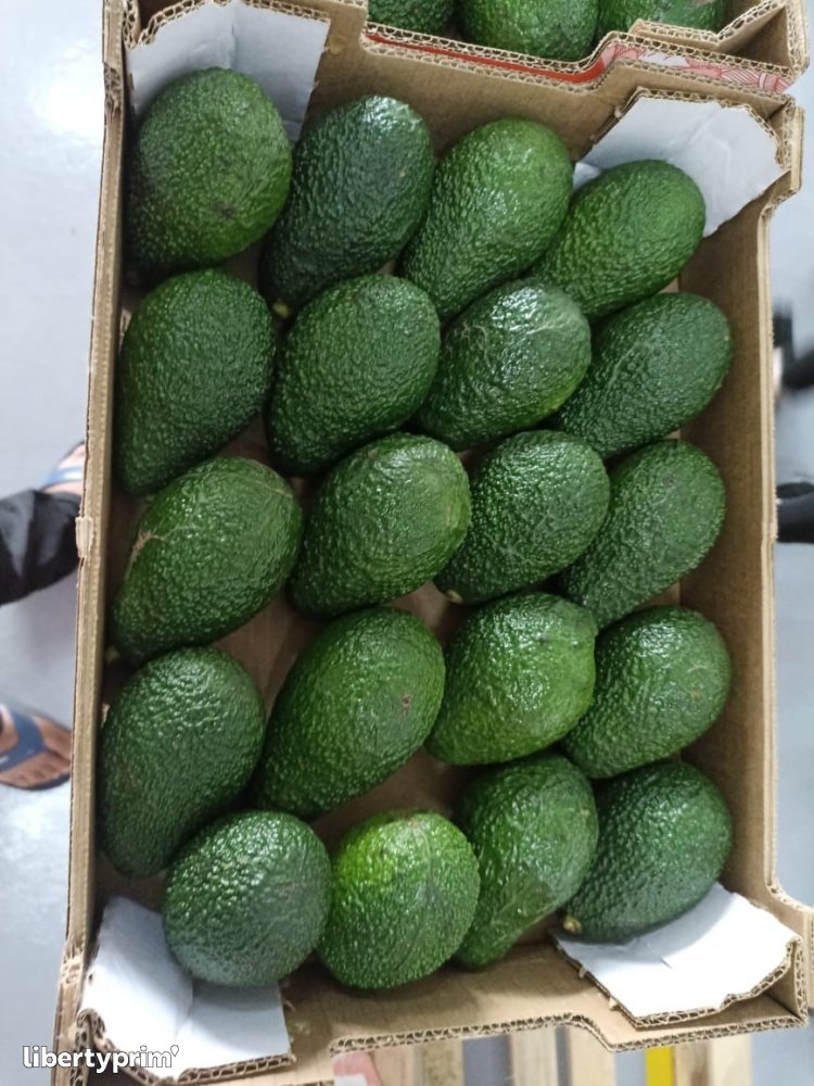 Avocado Hass Class 1 Morocco Import & Export - ENNEA TROPHI | Libertyprim