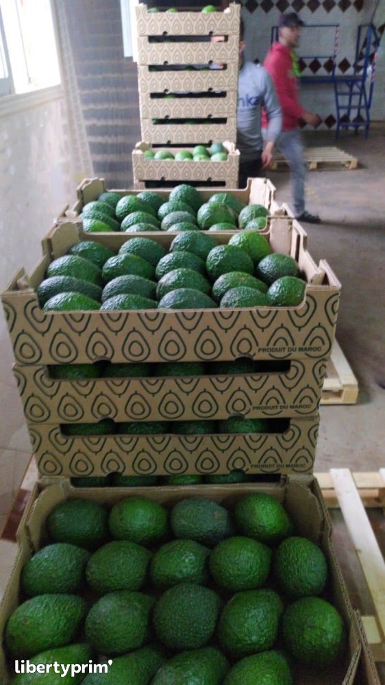 Avocat Hass Catégorie 1 Maroc Import & Export - ENNEA TROPHI | Libertyprim