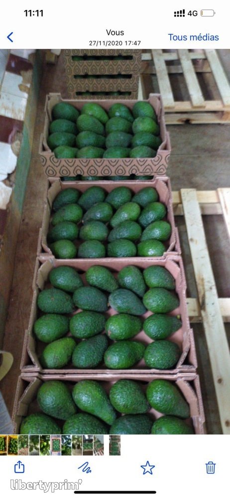 Avocat Hass Catégorie 1 Maroc Import & Export - ENNEA TROPHI | Libertyprim