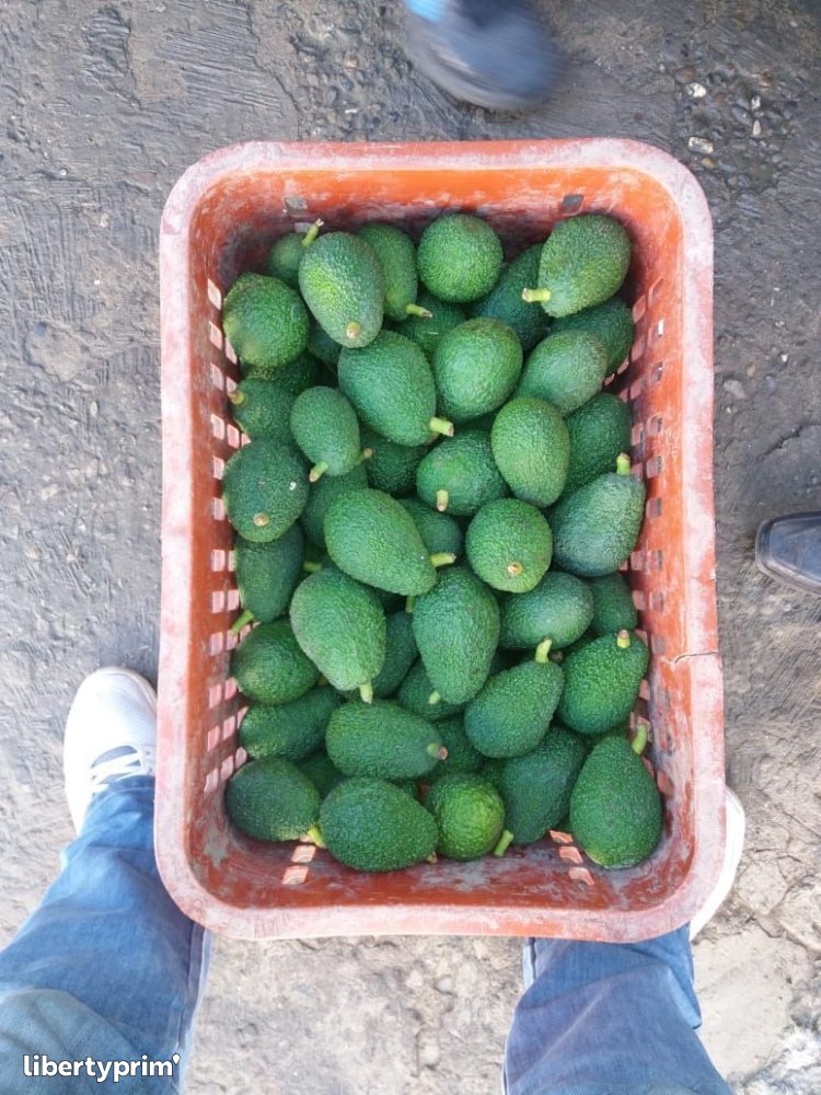 Avocado Hass Class 1 Morocco Exporter - Mr Cohen | Libertyprim