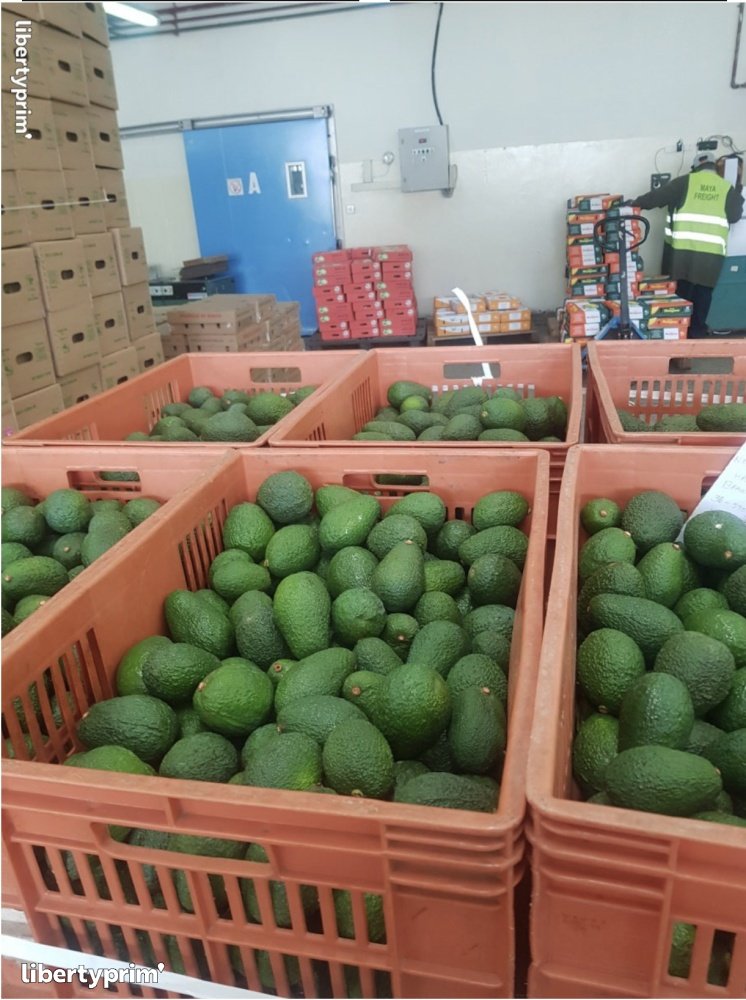 Avocado Hass Class 1 Kenya Import & Export - Zuri Vegpro Limited | Libertyprim
