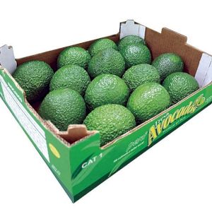 Avocado Hass