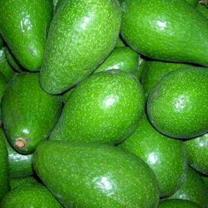 Avocado Zutano