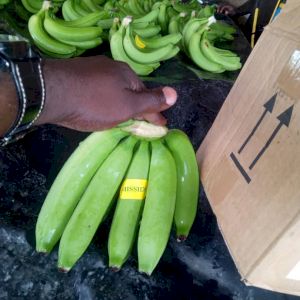 Banane Cavendish