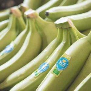 Banana Cavendish